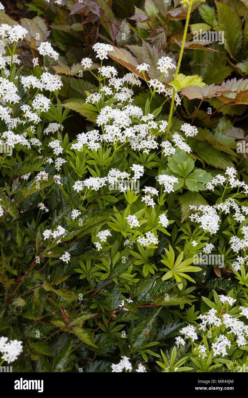 L'avant du cadre ombré de tapis de fleurs blanches, le Galium odoratum Sweet Woodruff (Aperula odoratum). dans un jardin France Banque D'Images