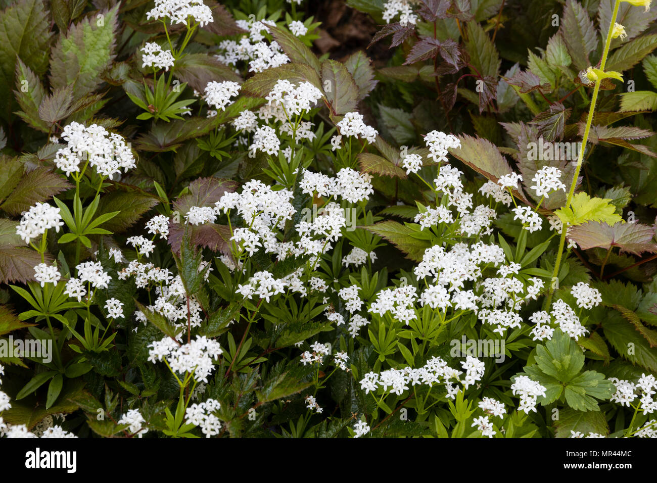 L'avant du cadre ombré de tapis de fleurs blanches, le Galium odoratum Sweet Woodruff (Aperula odoratum). dans un jardin France Banque D'Images