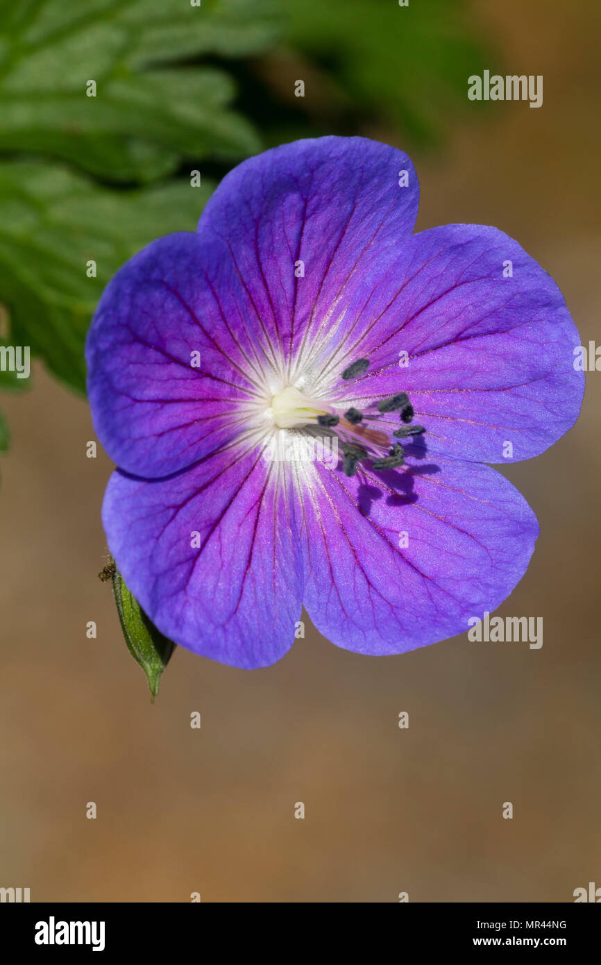 Simple Bleu fleur de la plante herbacée vivace géranium sanguin Geranium himalayense hardy, 'Gravetye' Banque D'Images