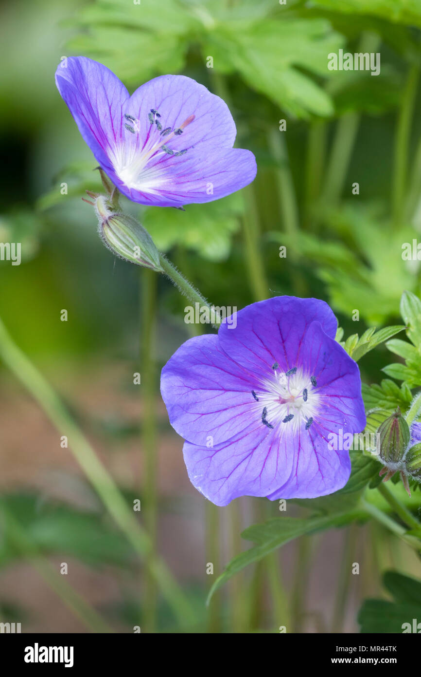 Fleurs simples bleu de la plante herbacée vivace géranium sanguin Geranium himalayense hardy, 'Gravetye' Banque D'Images