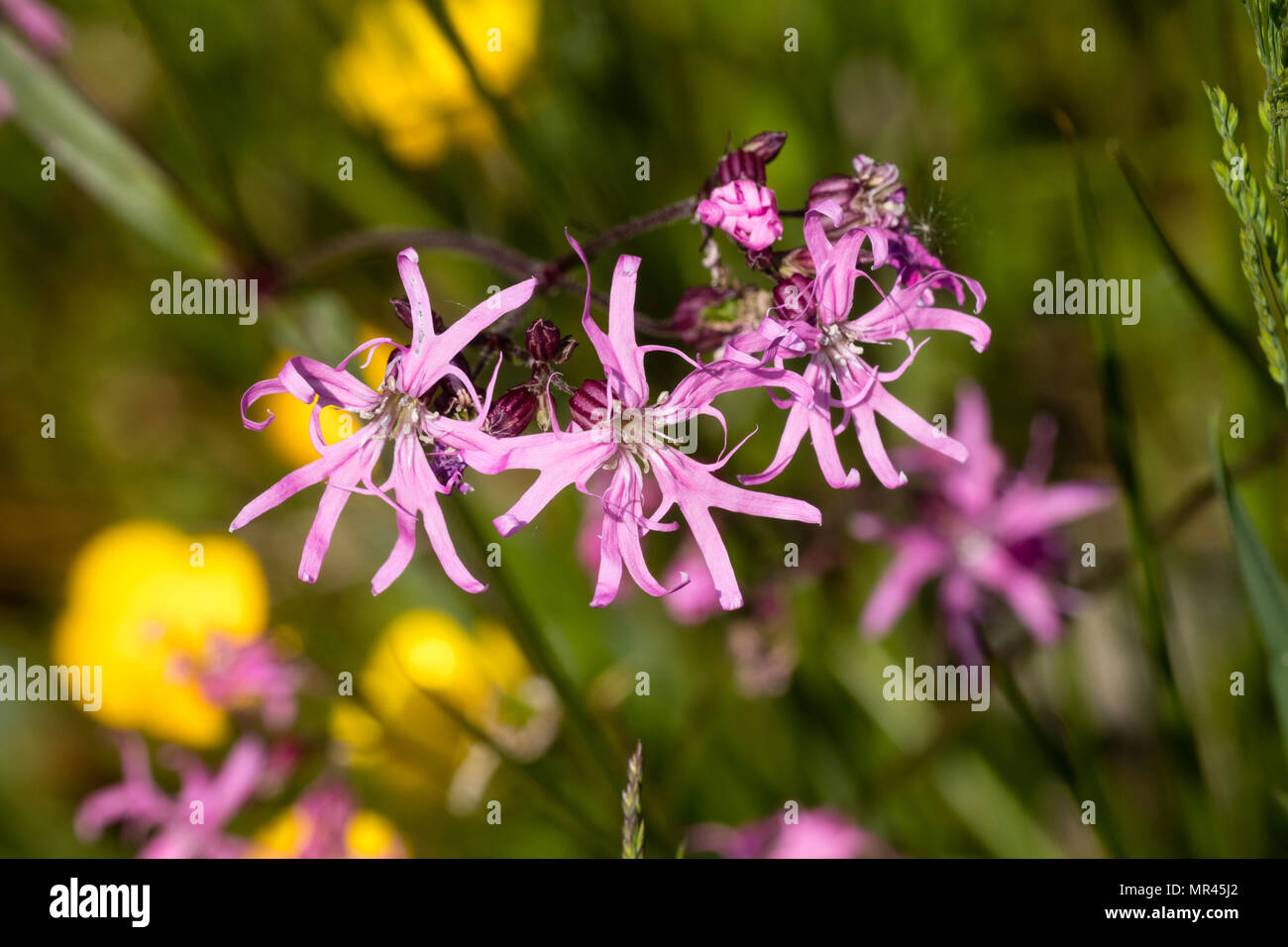Fleurs dentelées du robin rouge-rose, Silene flos-cucuci, fleurissent au début de l'été Banque D'Images