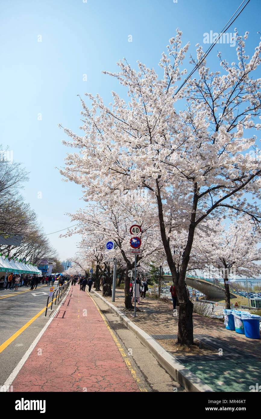Un arbre qui fleurit avec des fleurs roses à contrejour soleils.. le printemps, de Corée du Sud Séoul Banque D'Images