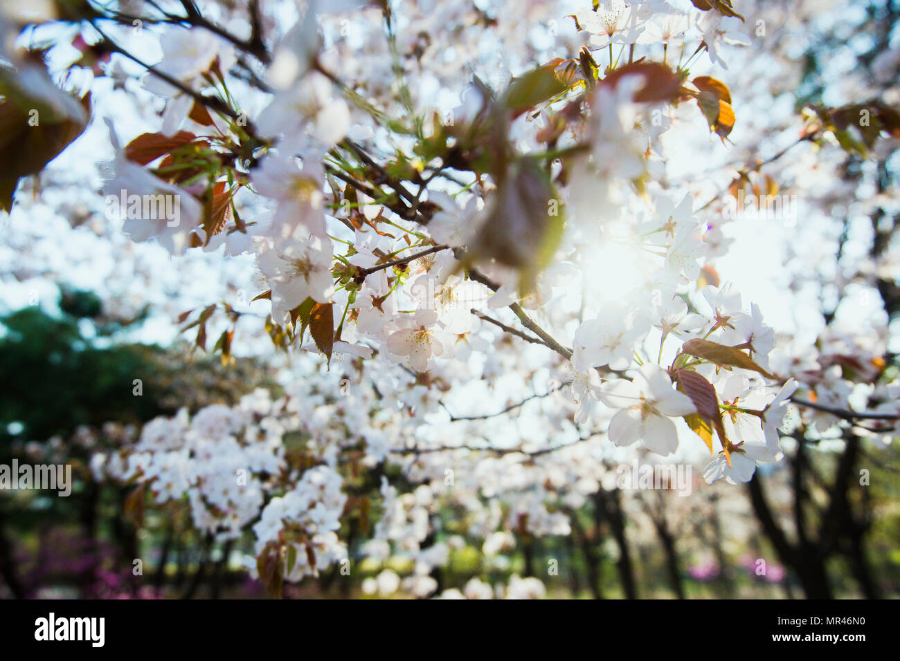 Un arbre qui fleurit avec des fleurs roses à contrejour soleils.. le printemps, de Corée du Sud Séoul Banque D'Images