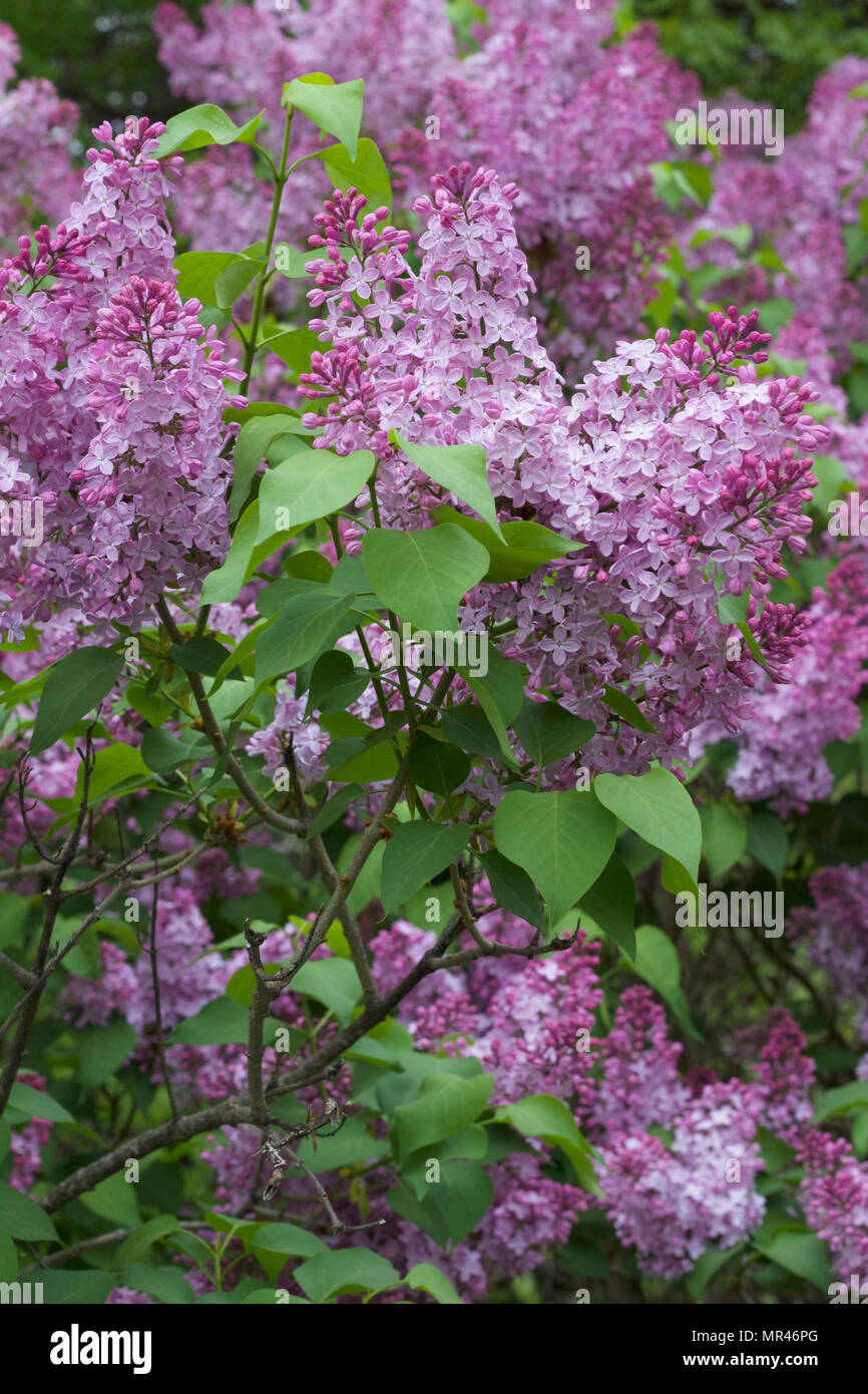 Vue en gros plan de belles fleurs lilas de Perse en pleine floraison Banque D'Images