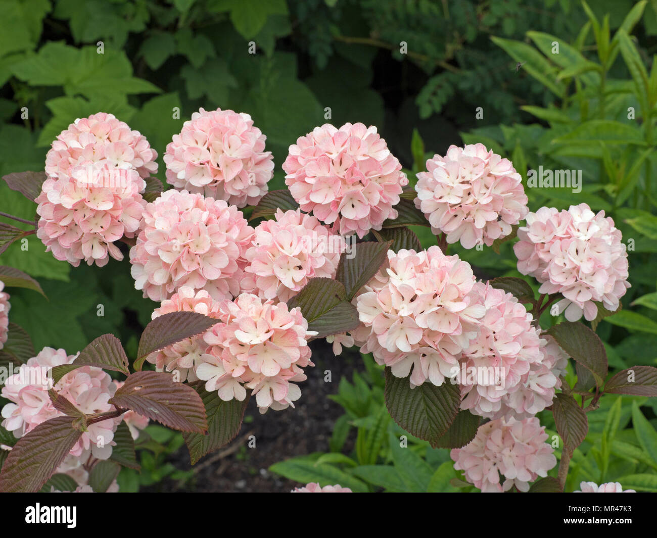 Viburnum plicatum la rosacée en fleur Banque D'Images