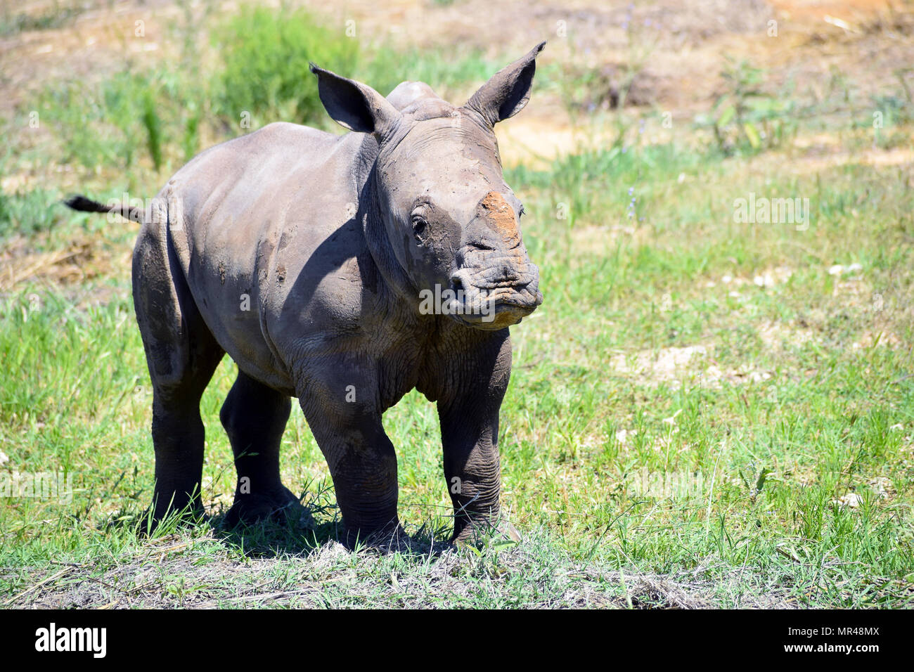 Espèces Baby White Rhino Banque D'Images