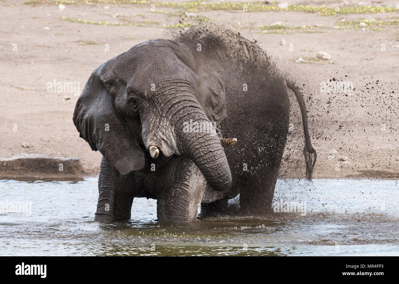 À l'éléphant d'Abreuvoir Chudop, Etosha National Park, Namibie. Banque D'Images