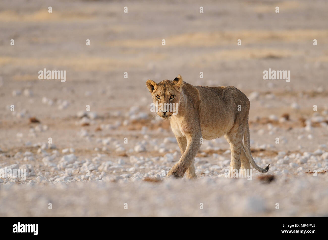 L'African Lion oeil curieux, parc national d'Etosha, Namibie, (Panthera leo) Banque D'Images