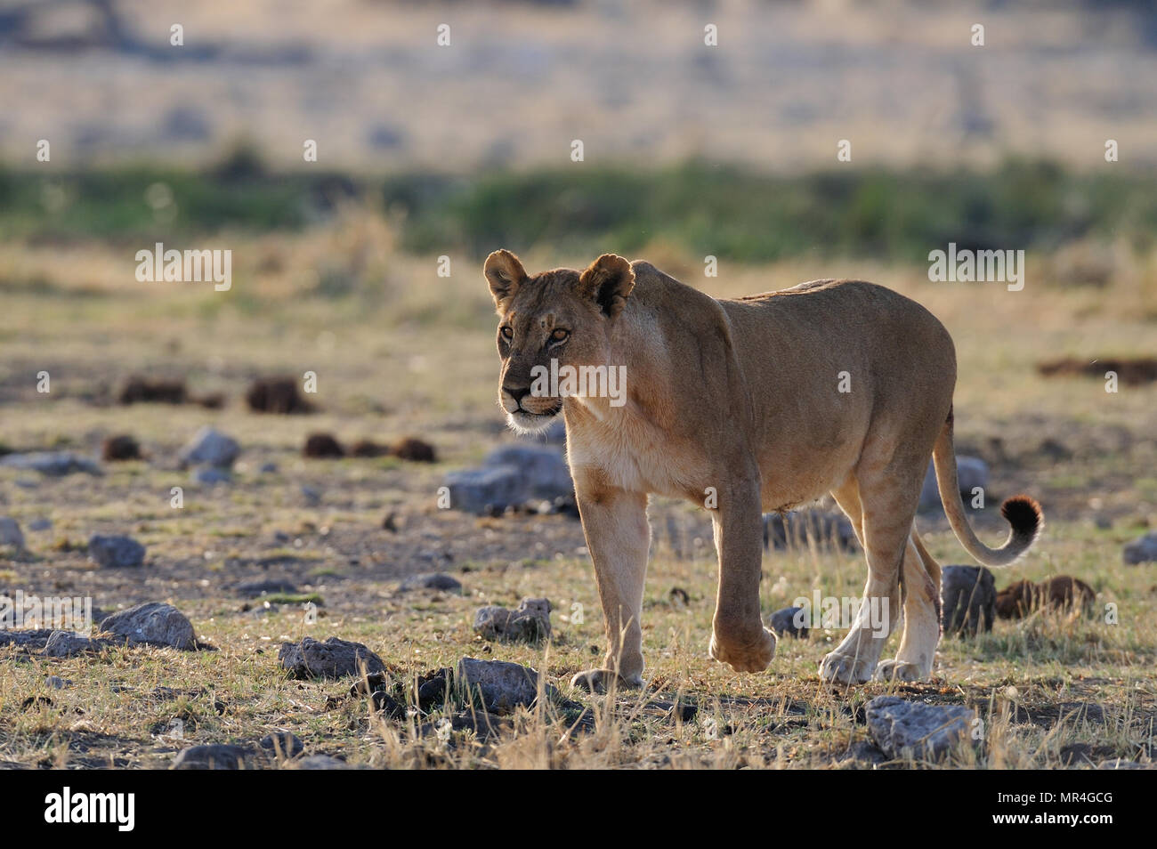 L'African Lion dans la prairie, etosha nationalpark, Namibie, (Panthera leo) Banque D'Images