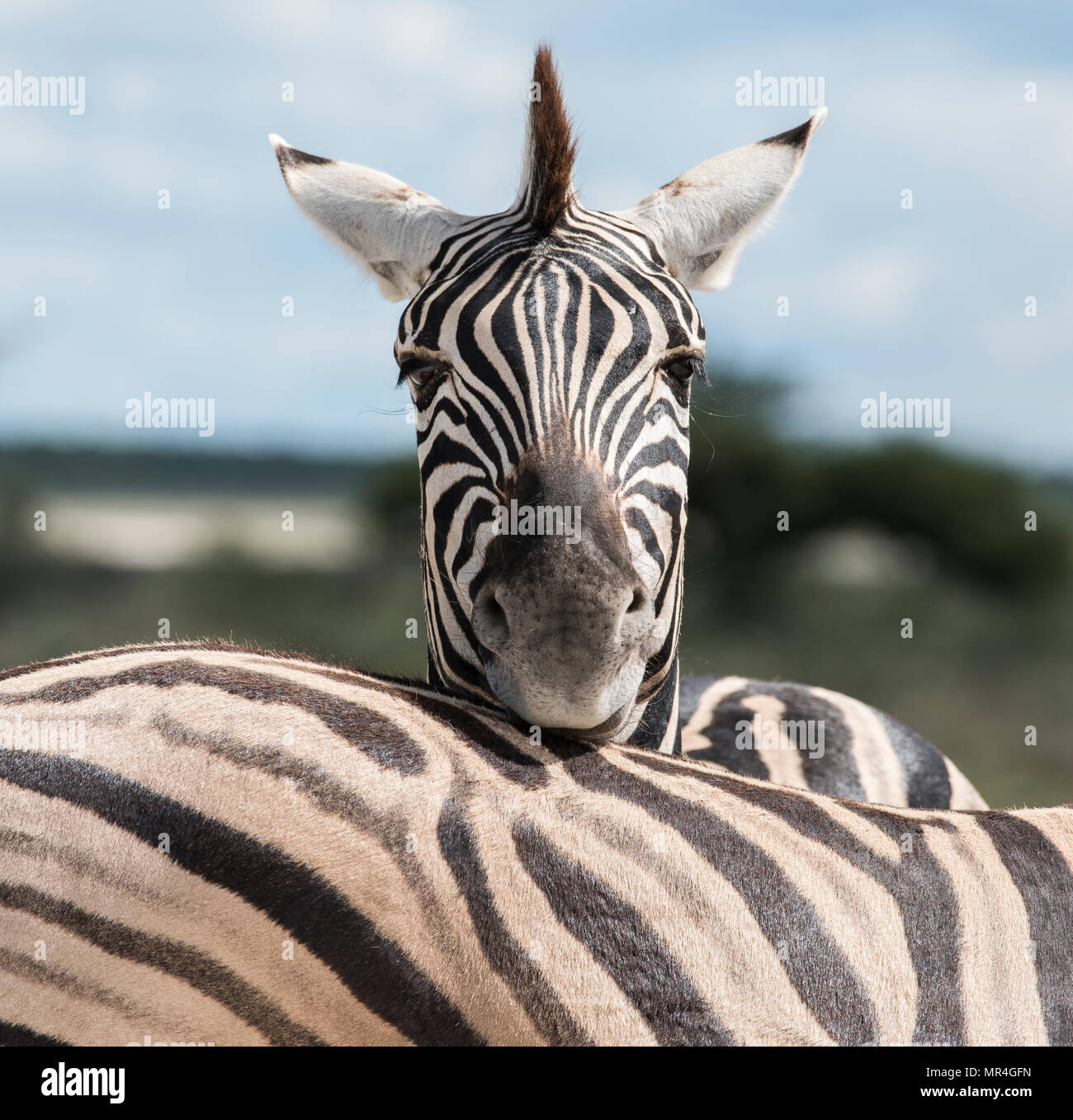 Zèbre des plaines vu à Etosha National Park, Namibie Banque D'Images