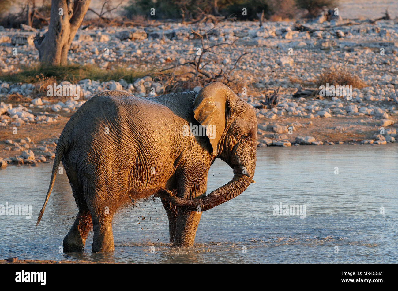 Faire de l'éléphant d'un bain de boue, parc national d'Etosha, Namibie, (Loxodonta africana) Banque D'Images