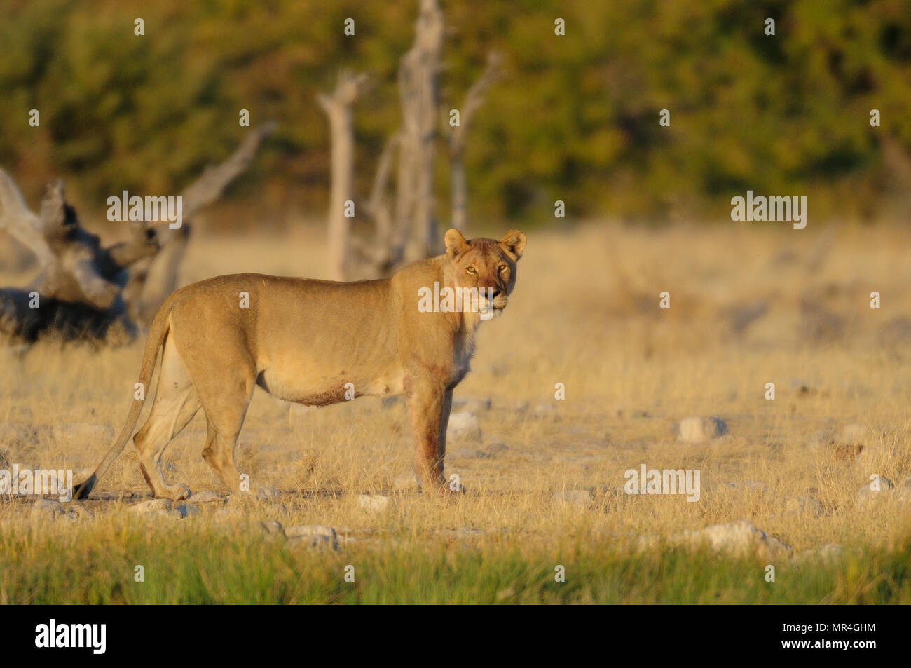 L'African Lion oeil curieux, parc national d'Etosha, Namibie, (Panthera leo) Banque D'Images