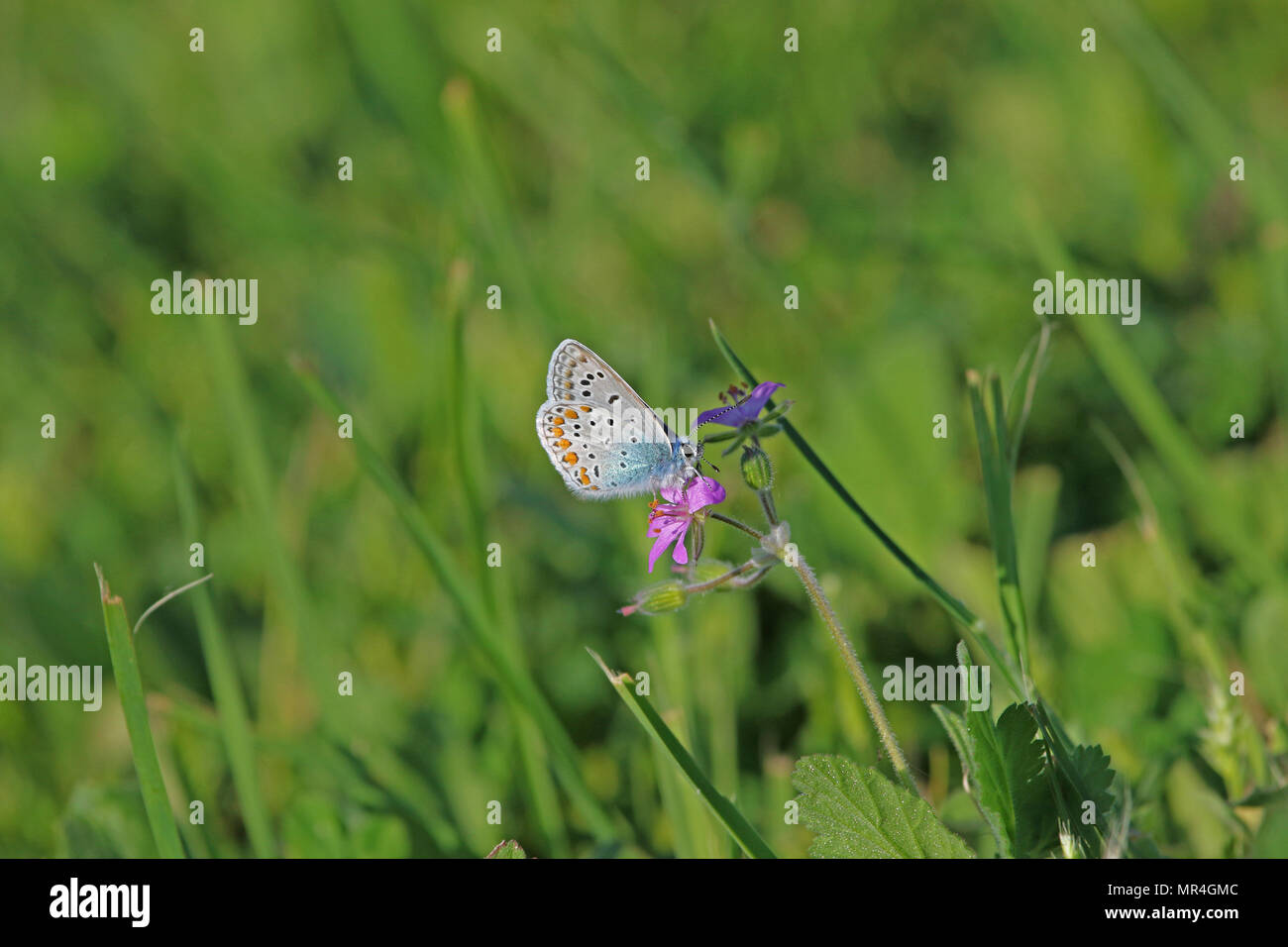 Papillon bleu commun corps bleu mais avec des taches orange pâle et l'ailes polyommatus icarus boalensis sur rose bill de cigogne erodium malacoides Banque D'Images