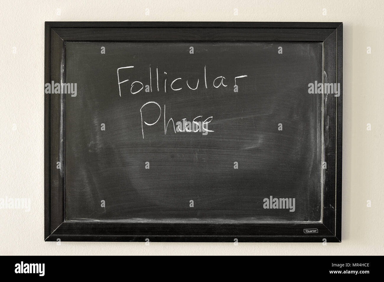 La phase folliculaire écrit en craie blanche sur un tableau noir fixé au mur. Banque D'Images