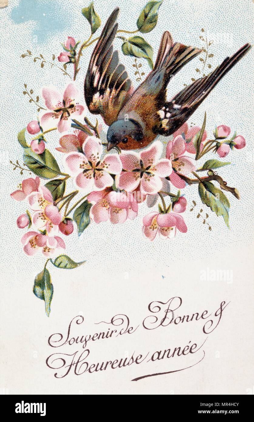 Carte Postale Oiseau Banque D Image Et Photos Alamy