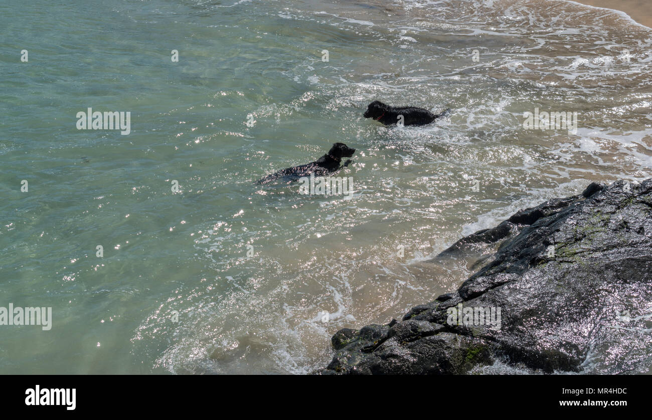 Les chiens jouant dans la mer à Bamaluz Beach, St Ives, Cornwall, UK Banque D'Images