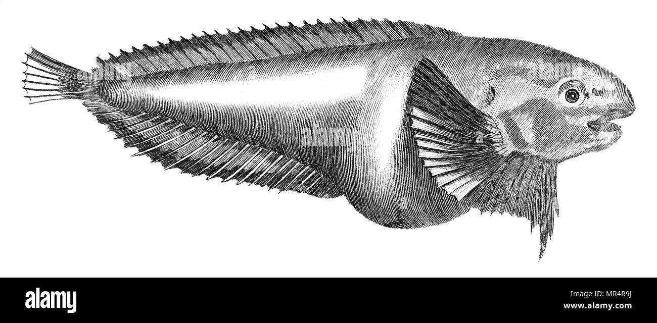 Prises à partir de la 'british' Zoologie par Thomas Pennant, 1812 Banque D'Images