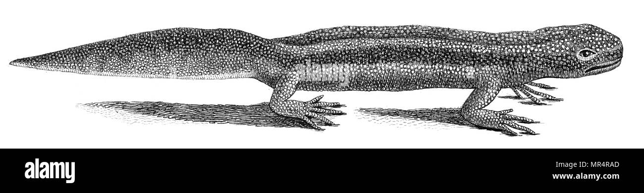 Prises à partir de la 'british' Zoologie par Thomas Pennant, 1812 Banque D'Images
