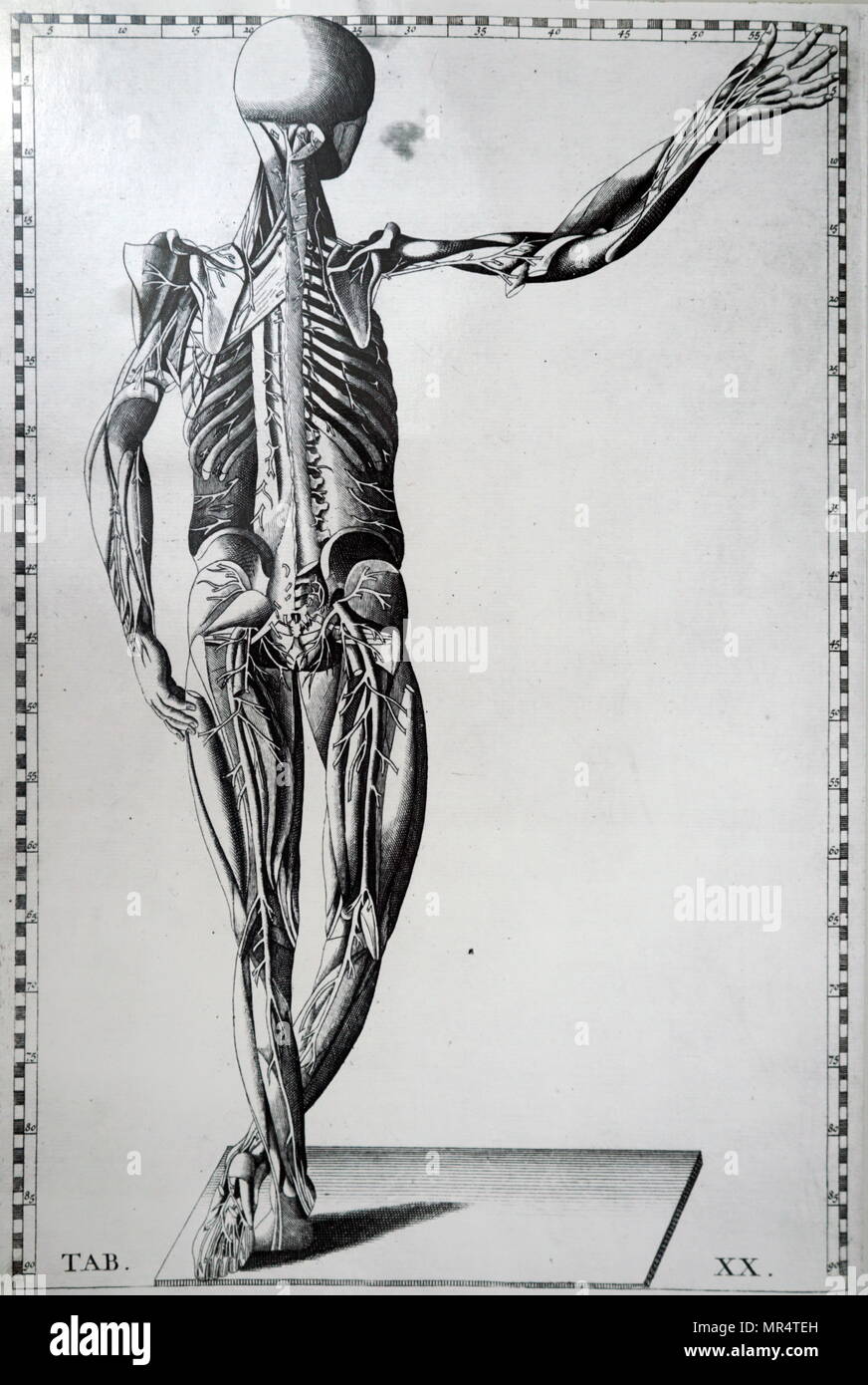 Imprimer d'un squelette humain et le système nerveux par Bartolomeo Eustachi (d.1574) L'un des fondateurs de la science de l'anatomie humaine. En date du 18e siècle Banque D'Images
