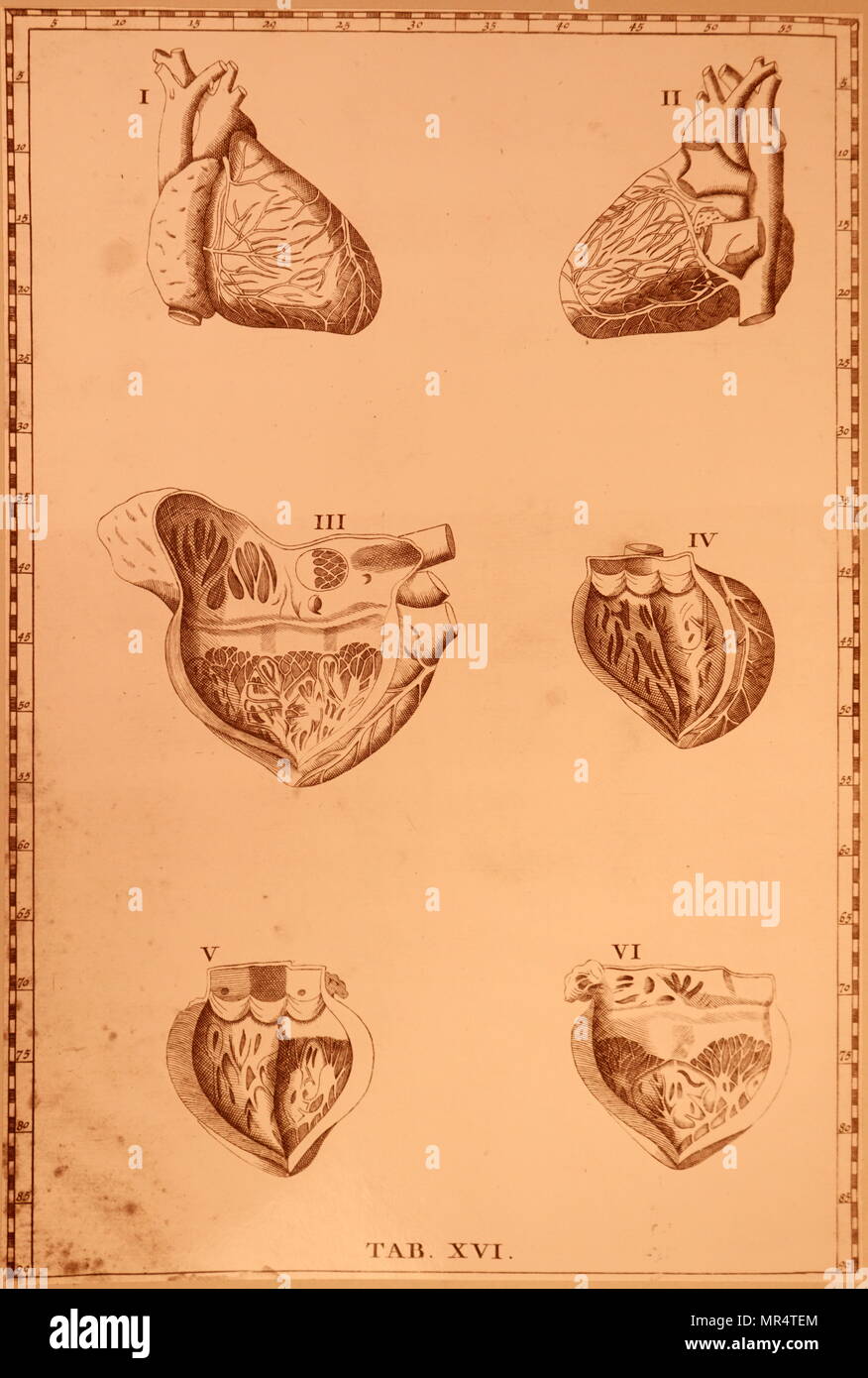 Imprimer illustrant différentes vues du cœur humain par Bartolomeo Eustachi (d.1574) L'un des fondateurs de la science de l'anatomie humaine. En date du 18e siècle Banque D'Images