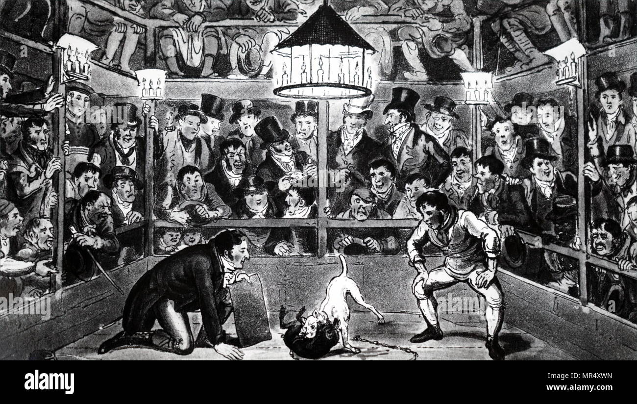 Illustration les hommes de parier sur un combat de chiens. Illustré par George Cruikshank (1792 à 1878) un caricaturiste britannique et illustrateur de livres. En date du 19e siècle Banque D'Images
