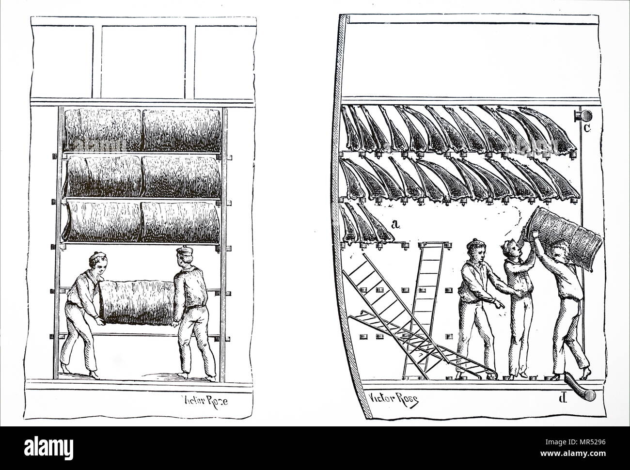 Échantillon de cales de navires réfrigérés, montrant une manipulation des  hommes des quartiers de boeuf planifié par Charles Tellier (1828-1913) un  ingénieur français. En date du 19e siècle Photo Stock - Alamy