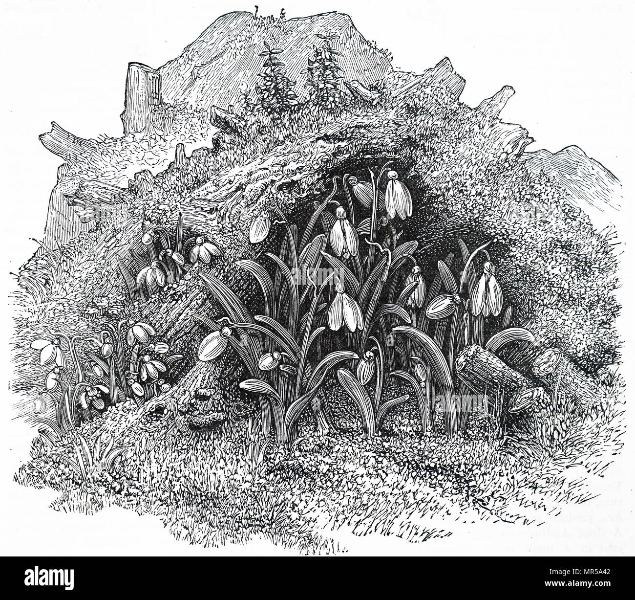 Gravure illustrant les perce-neige. Galanthus est un genre d'environ 20 espèces de plantes herbacées vivace bulbeuse de la famille des Amaryllidacées. Les plants ont deux feuilles linéaires et un seul petit trille blanc fleur en forme de cloche avec six tépales comme des pétales dans deux cercles. En date du 19e siècle Banque D'Images