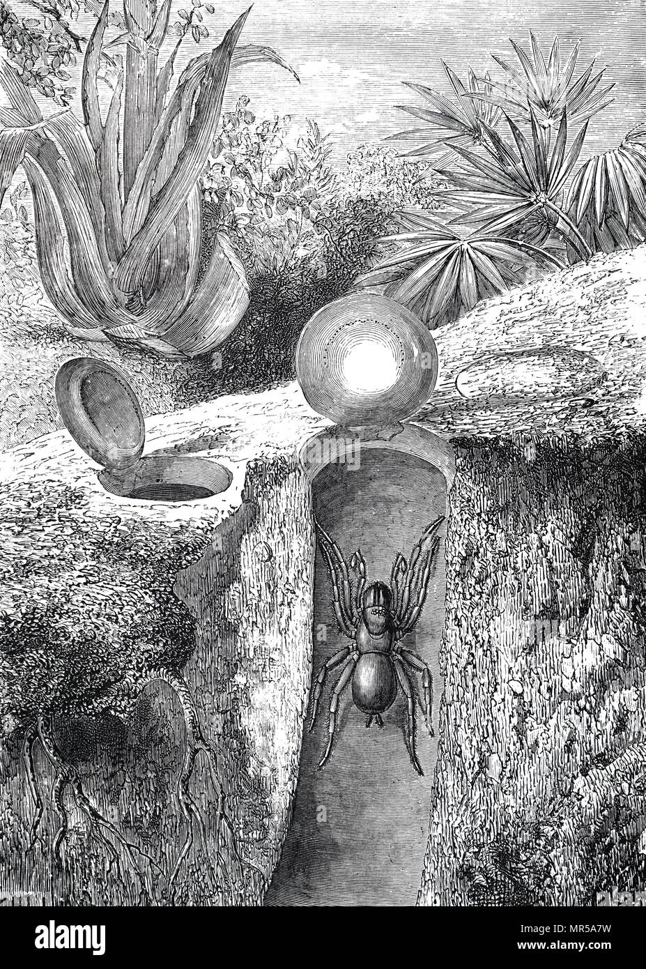 Gravure représentant une Trapdoor Spider, un moyennes mygalomorph spider que construire des terriers avec un bouchon-comme trappe faite de terre, de la végétation et de la soie. En date du 19e siècle Banque D'Images