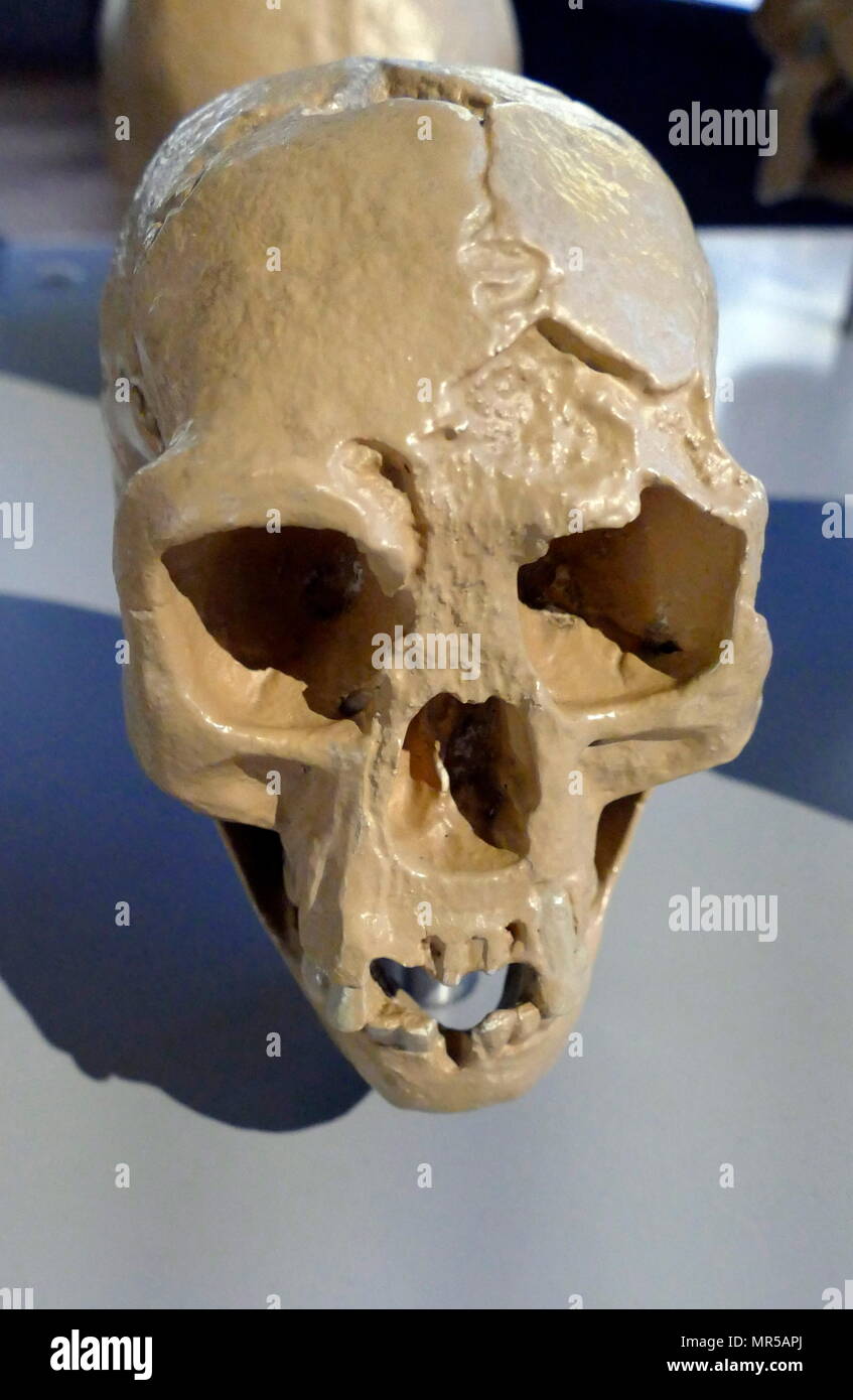 Réplique d'un crâne (Homo Florensis) de Liang Bua, Flores, Indonésie dating 74 000 BC - 17 000 BC. Les restes d'une personne ceux qui ont résisté à environ 1,1 m (3 pi 7 po) de hauteur ont été découvertes en 2003 à Liang Bua sur l'île de Flores en Indonésie. Des squelettes partiels de neuf individus ont été retrouvés, dont un crâne complet. Banque D'Images