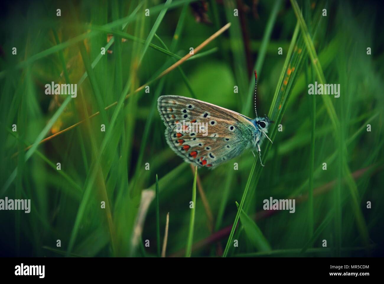 Close up of common blue butterfly dans un pré herbeux (1) Banque D'Images