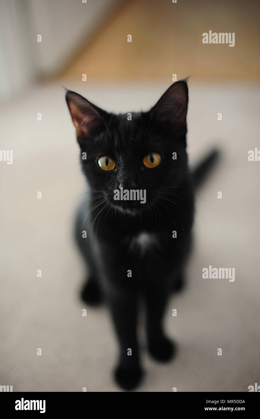 Close up de chat noir avec des yeux jaunes Banque D'Images