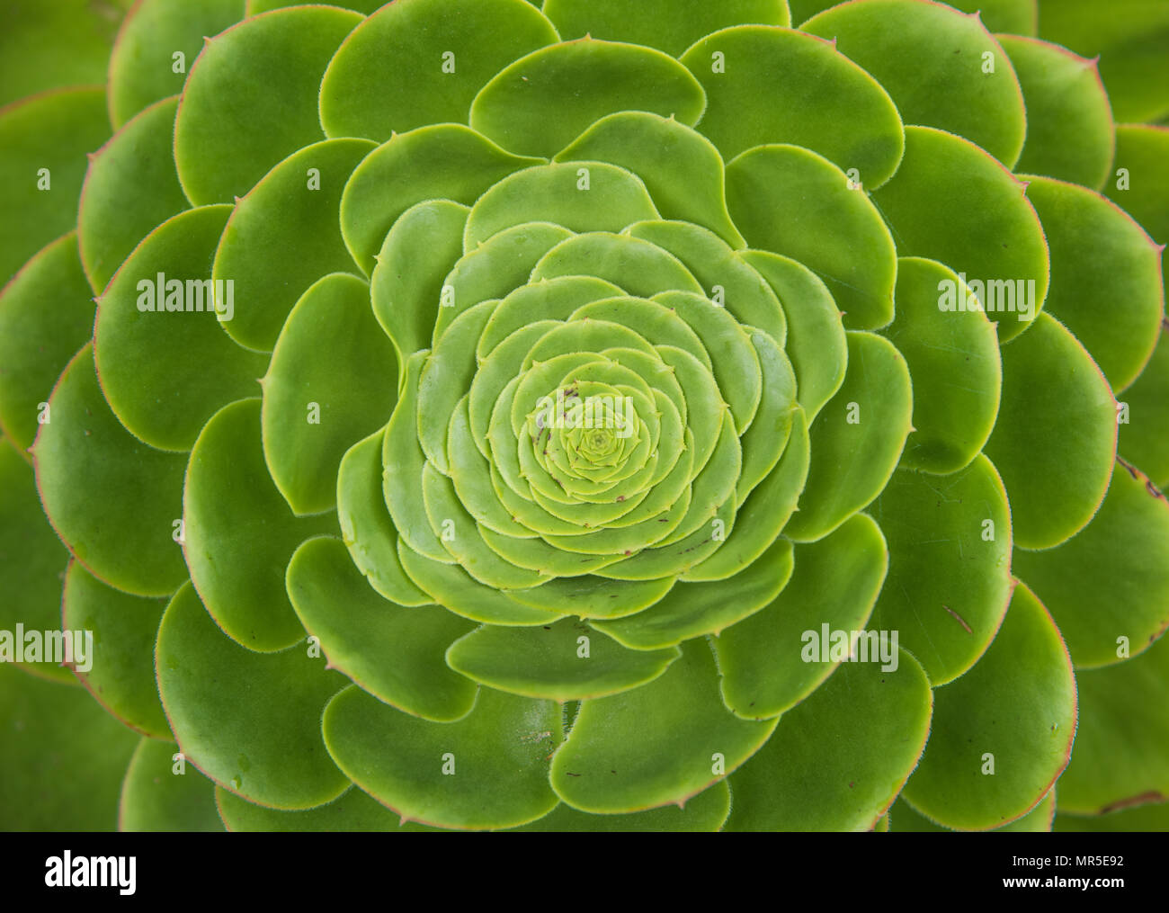 Gros plan des richesses naturelles de la concentrique de feuilles vert clair en forme de rosette plante succulente. Banque D'Images