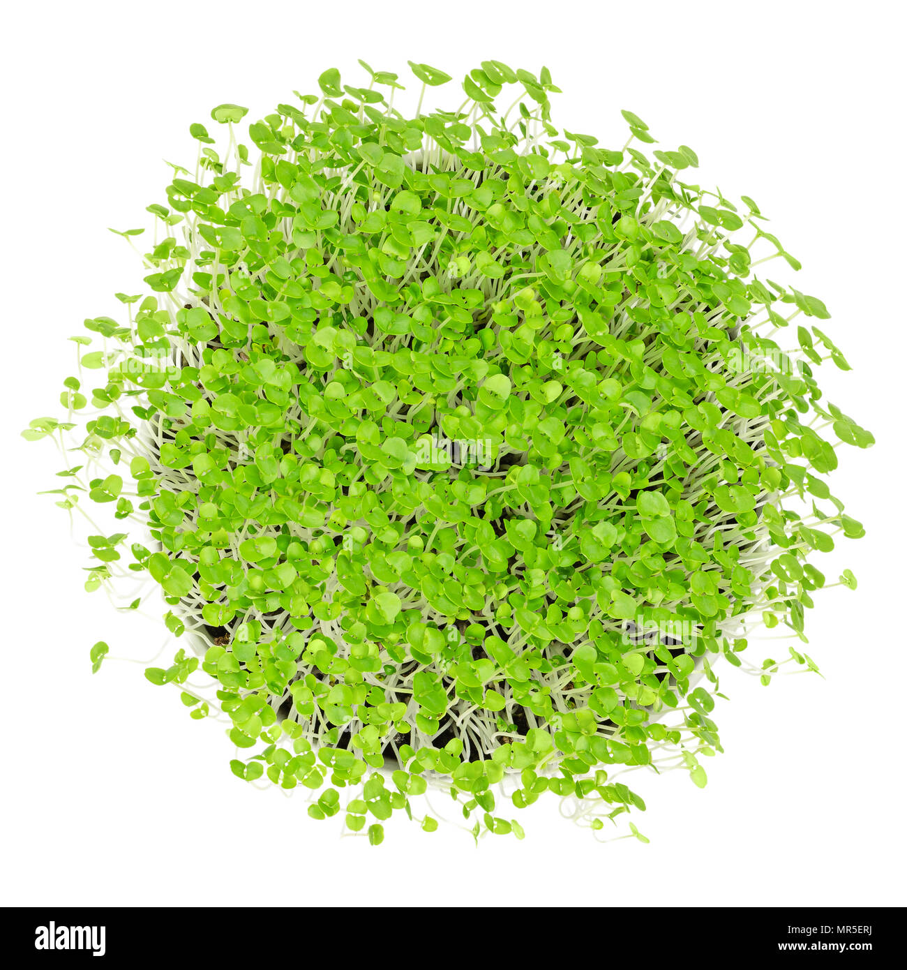 Les jeunes le basilic microgreens en blanc bol sur blanc. Les graines germées, des pousses, des jeunes plantes et semis en terreau. Feuilles de l'Ocimum basilicum. Photo. Banque D'Images