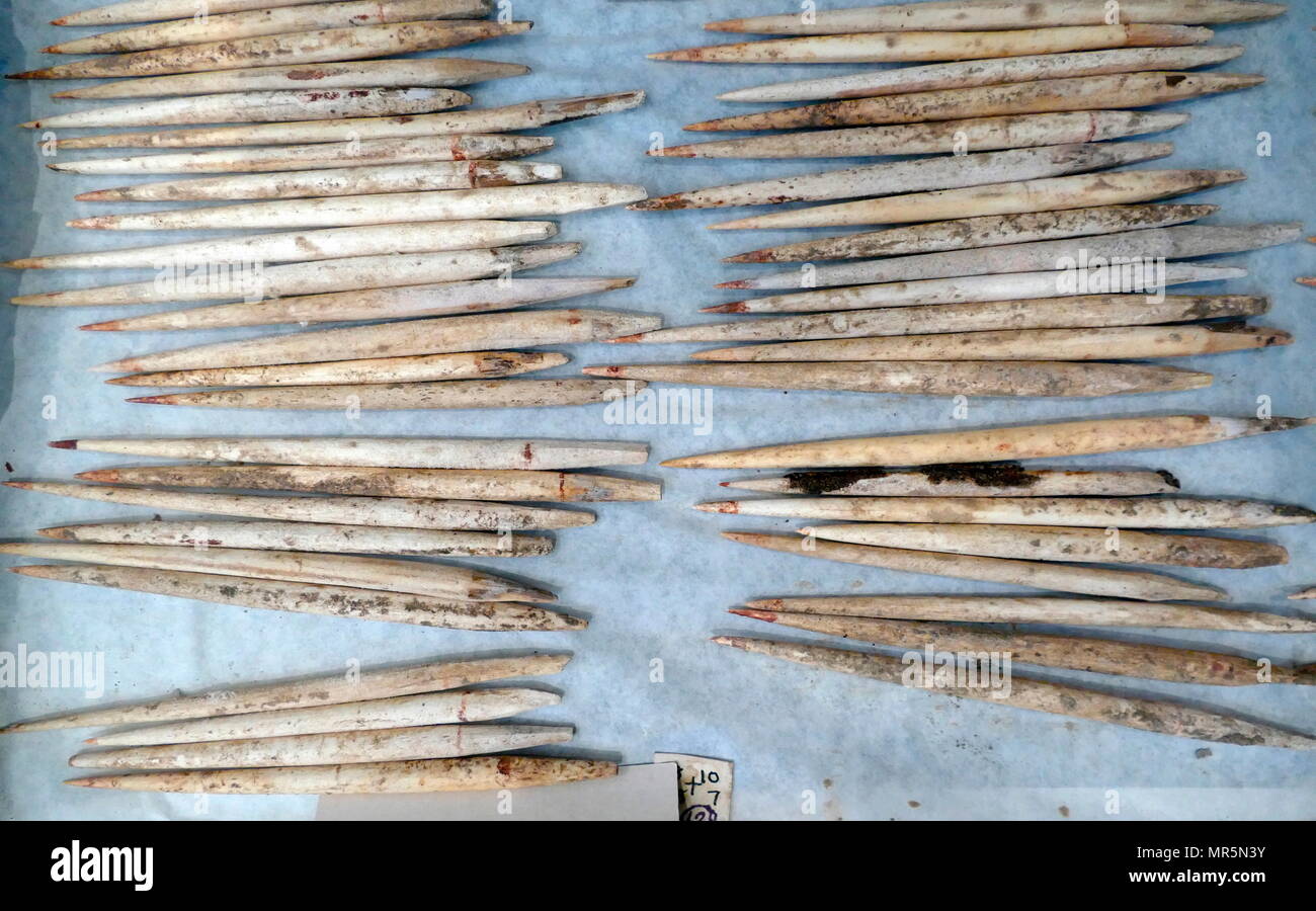 18e dynastie égyptienne antique des flèches de Reed et l'os, certains avec des traces de poison rouge. Banque D'Images