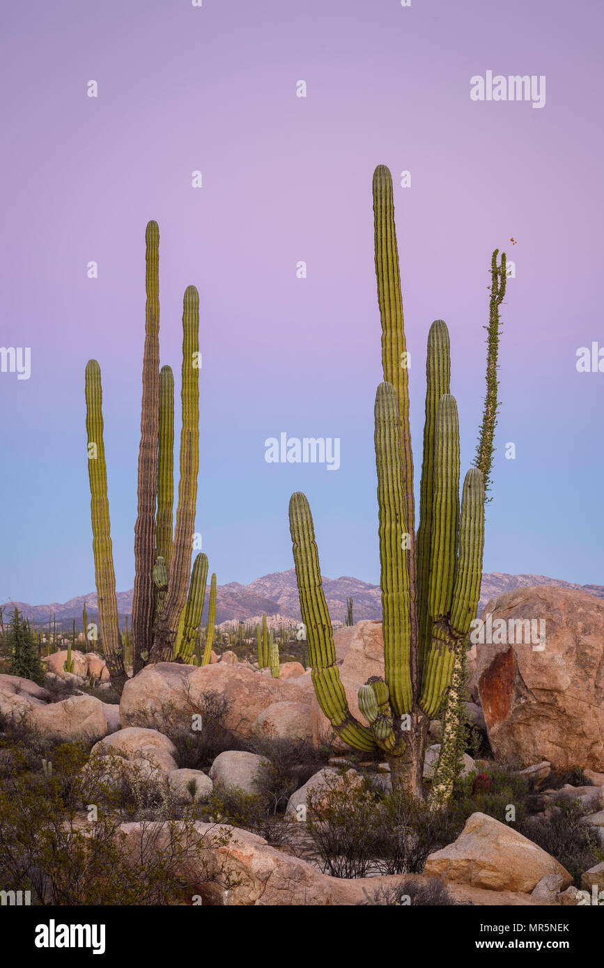 Cactus Cardon et Boojum arbre ; Valle de los cirios, Désert Catavina, Baja California, Mexique. Banque D'Images
