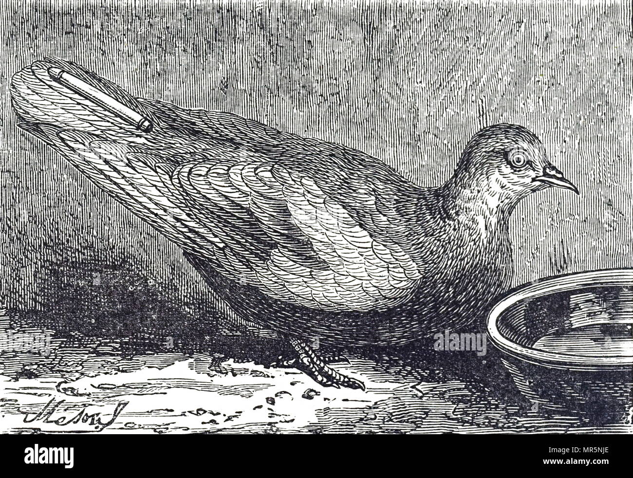 Gravure représentant un pigeon voyageur avec une expédition photographique attaché à la queue. En date du 19e siècle Banque D'Images