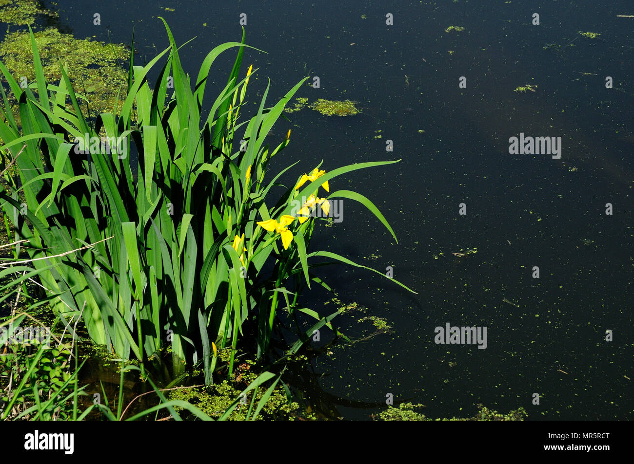 L'eau jaune Lilly dans l'étang. Banque D'Images