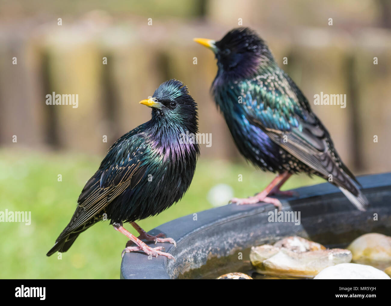 Paire d'Étourneaux sansonnets (Sturnus vulgaris, alias l'Étourneau sansonnet) debout dans un jardin à la fin du printemps dans le West Sussex, Angleterre, Royaume-Uni. Banque D'Images