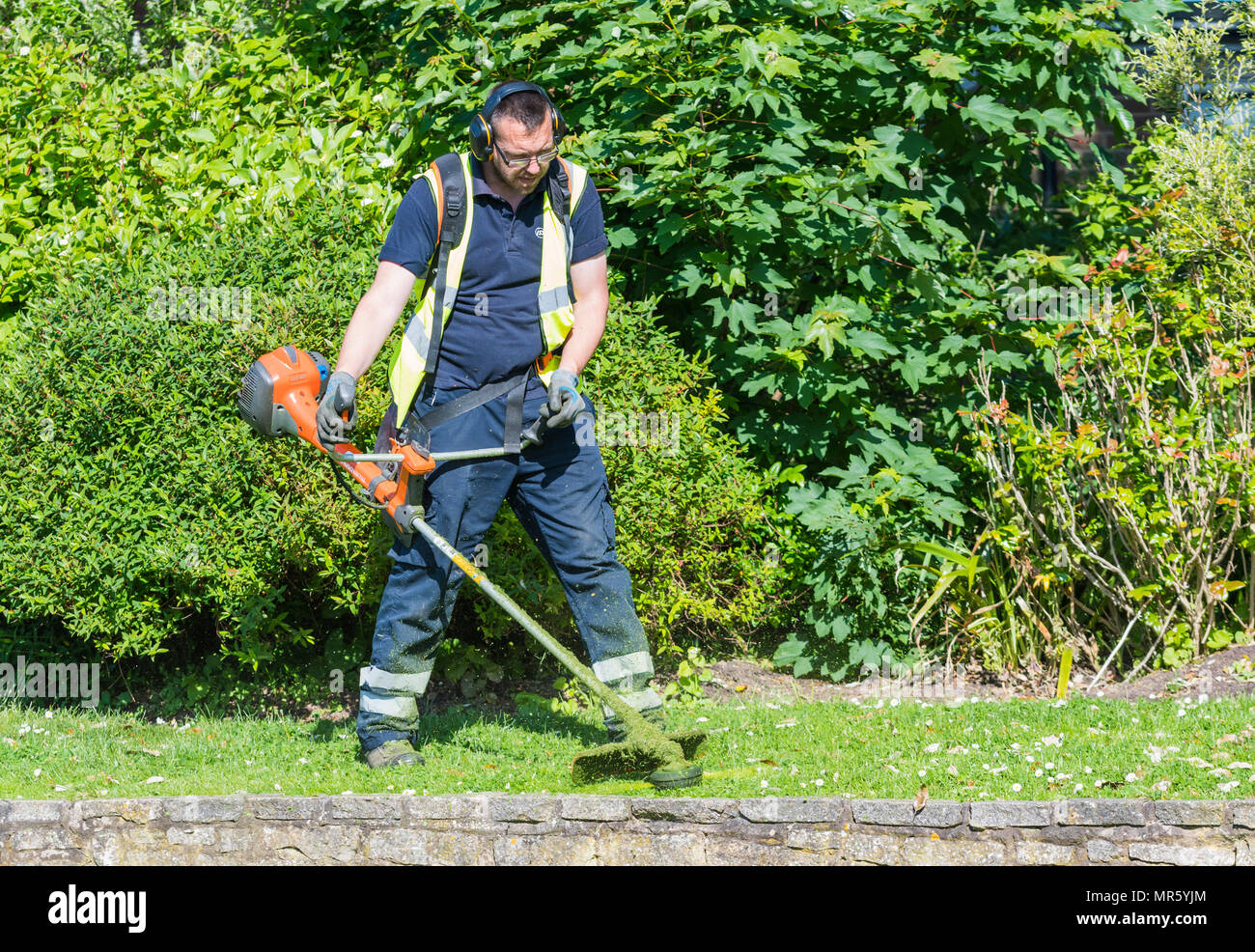 Homme strimming herbe avec un strimmer / trimmer à la fin du printemps dans un parc au Royaume-Uni. Banque D'Images