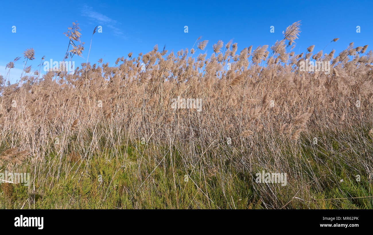 Roseau commun (Phragmites australis) et les plantes à roselière Salicornia Estany Pudent marsh à Ses Salines Parc Naturel(Formentera,Iles Baléares, Espagne) Banque D'Images