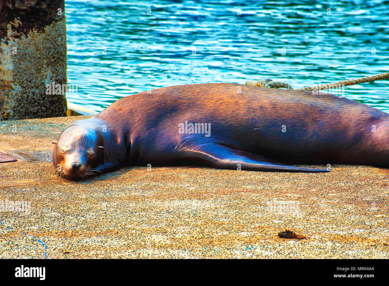 Un phoque dort sur dock à Newport's Harbour. Banque D'Images