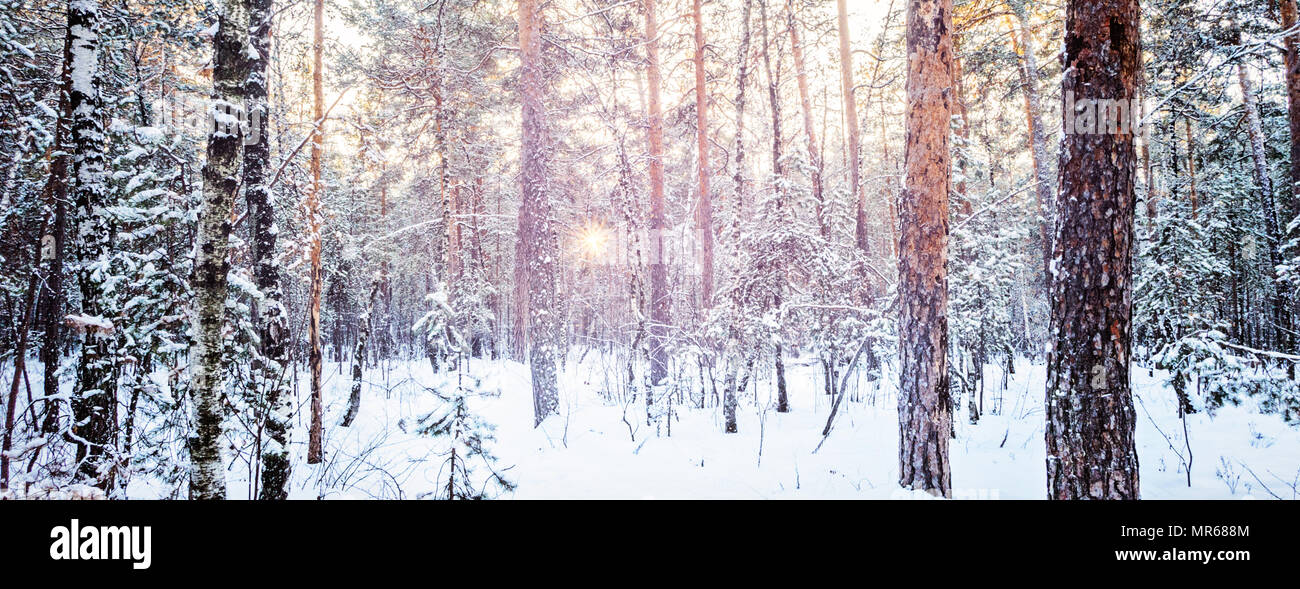 Forêt d'hiver coucher de soleil gel de sapin sapin pin et bouleau Ville paysage urbain photo aux couleurs éclatantes aux chandelles large Shot Banque D'Images