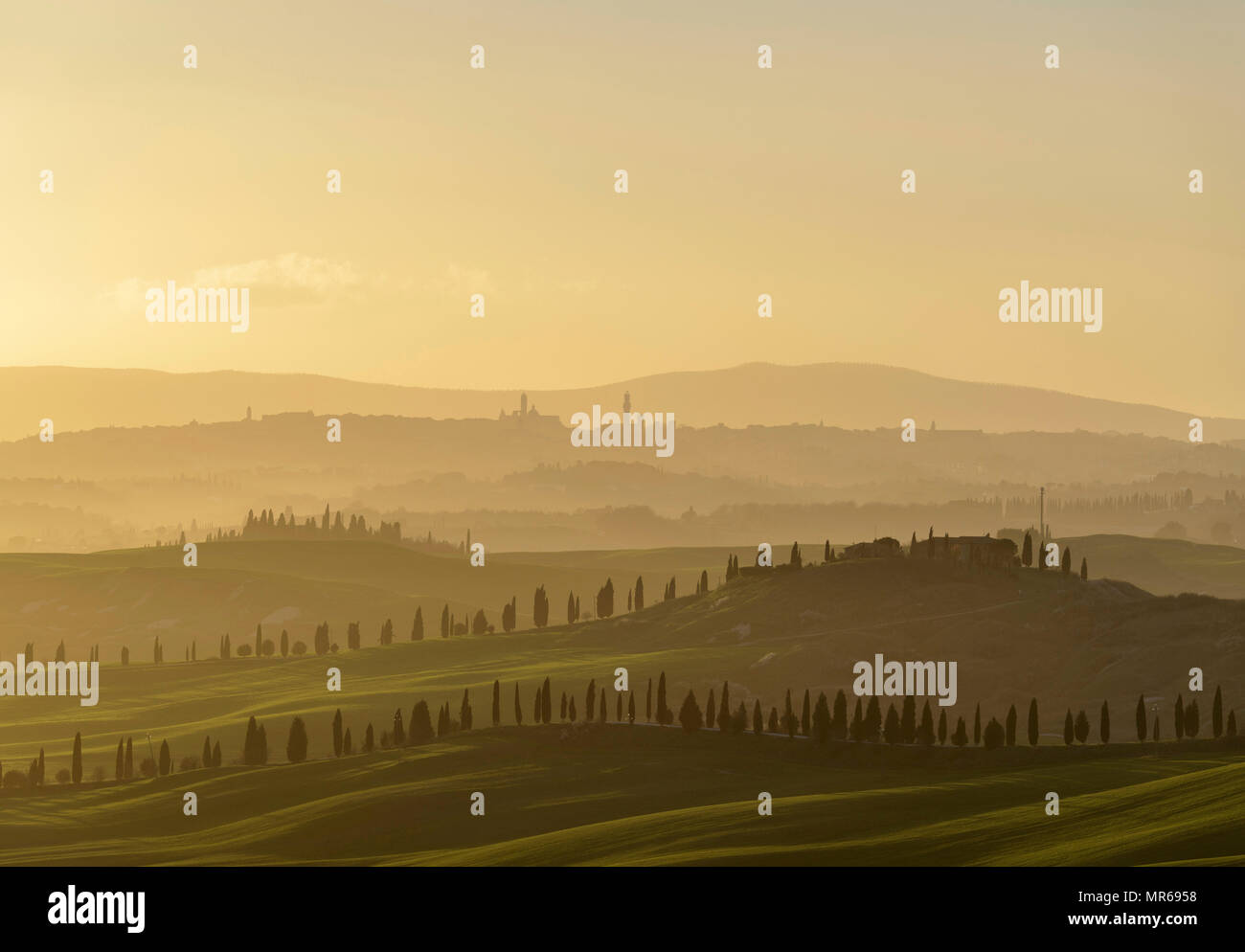 Coucher de soleil sur paysage vallonné avec l'avenue des Pins, derrière Sienne, Siena, Toscane, Italie Banque D'Images