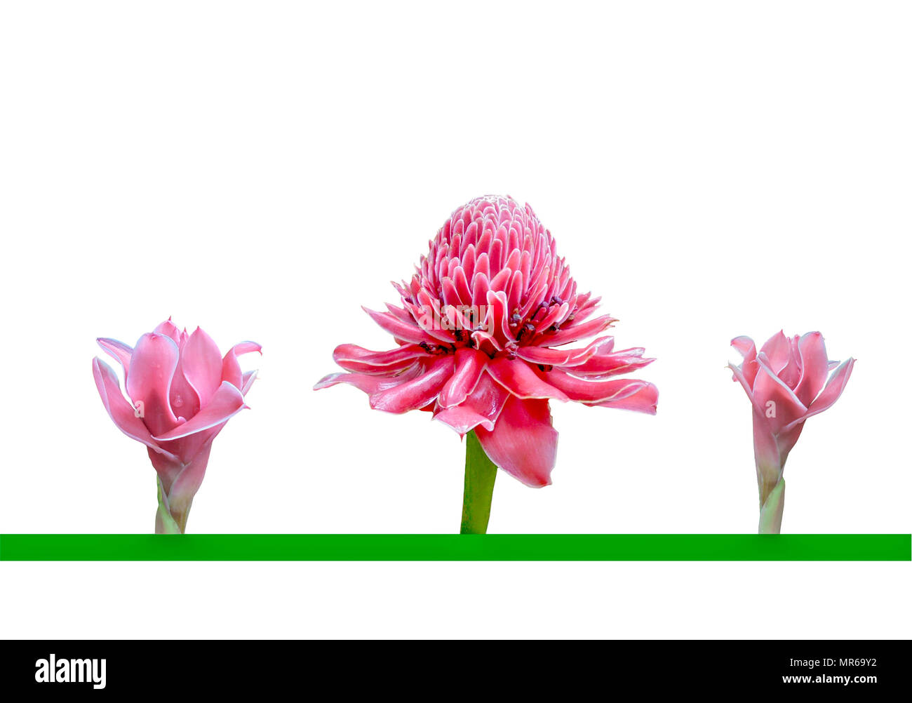Trois fleurs rose doux d'Etlingera elatior ou gingembre torche torche ou lily ou gingembre sauvage ou fleur de gingembre ou Red ginger lily ou flux de cire des Philippines Banque D'Images