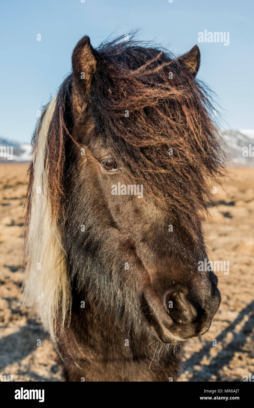 Cheval islandais (Equus caballus przewalskii. f), animal portrait, le sud de l'Islande, Islande Banque D'Images