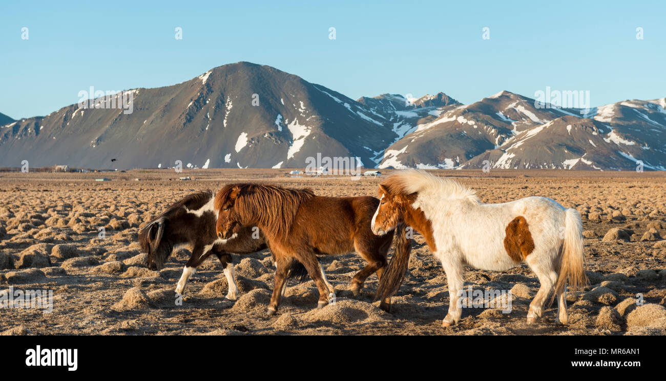 Chevaux Islandais (Equus caballus przewalskii f.) en face de montagnes couvertes de neige, le sud de l'Islande, Islande Banque D'Images