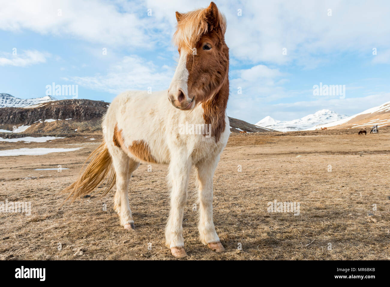 Cheval islandais (Equus caballus przewalskii. f), brun-blanc, se dresse dans un paysage aride, le sud de l'Islande, Islande Banque D'Images