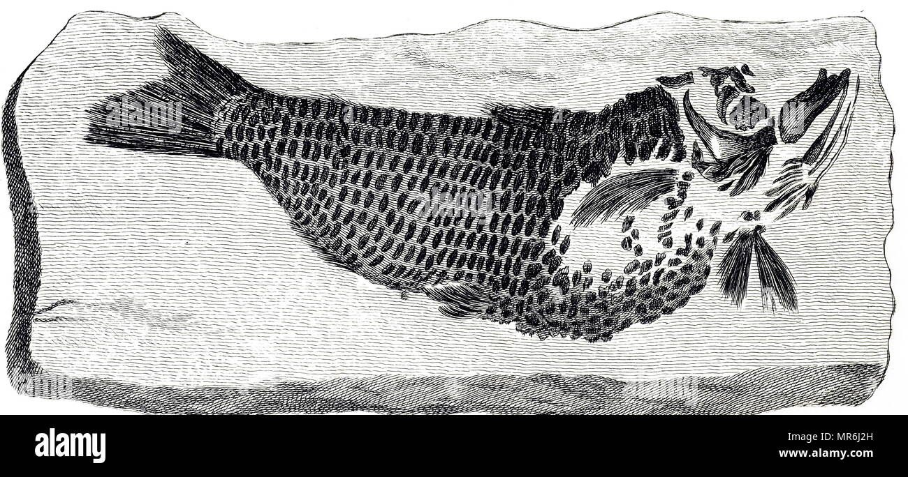 Illustration de les restes fossiles d'une espèce de poisson. Datée 1830 Banque D'Images