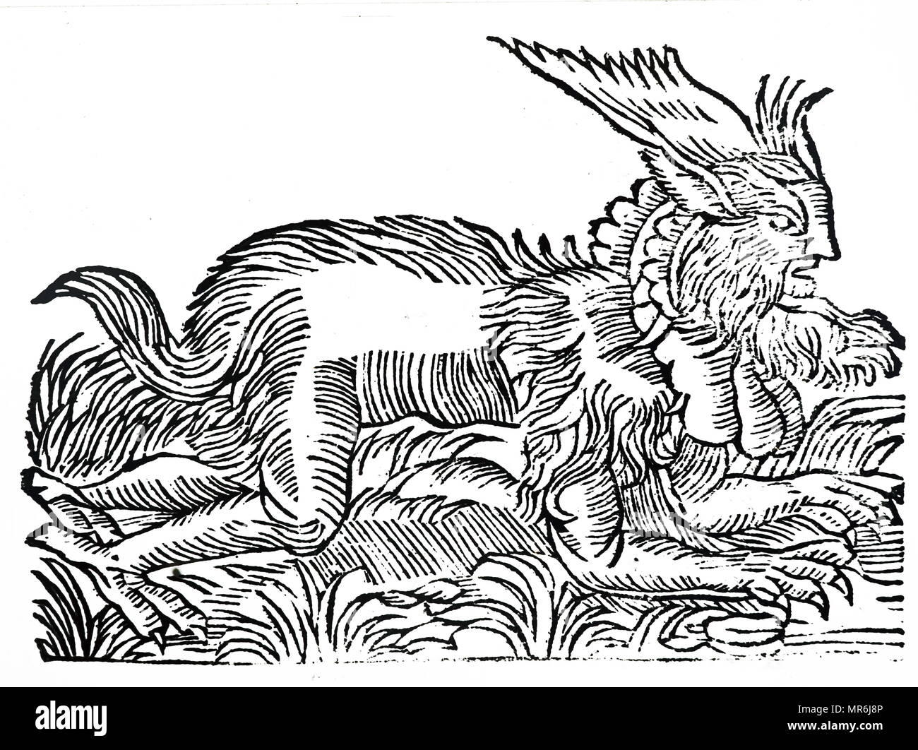 Gravure sur bois représentant un démon de la forêt, censés avoir été capturés en Allemagne en 1531, et signalés dans les forêts autour de Salzbourg et de Hambourg. Peut-être une sorcière portait une peau d'animal non traité - le type de primitive rite qui pourrait avoir donné lieu à la légende du loup-garou. En date du 17e siècle Banque D'Images