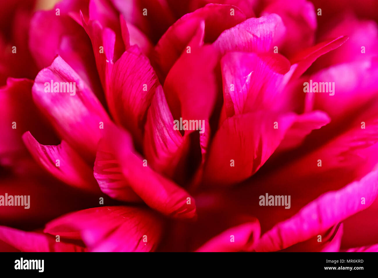 Close up au printemps pivoine fuchsia en fleurs Banque D'Images